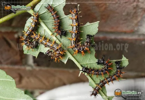 Question Mark Butterfly - photo 4