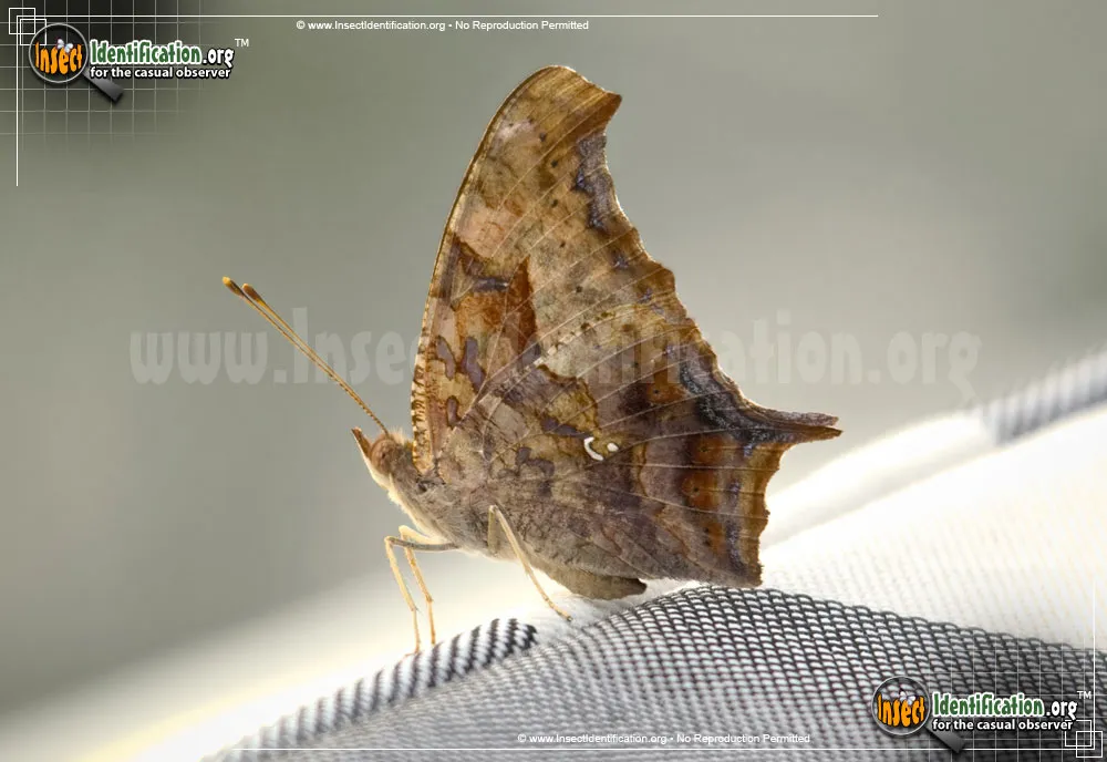 Question Mark Butterfly - photo 5