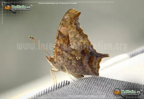 Question Mark Butterfly - photo 6