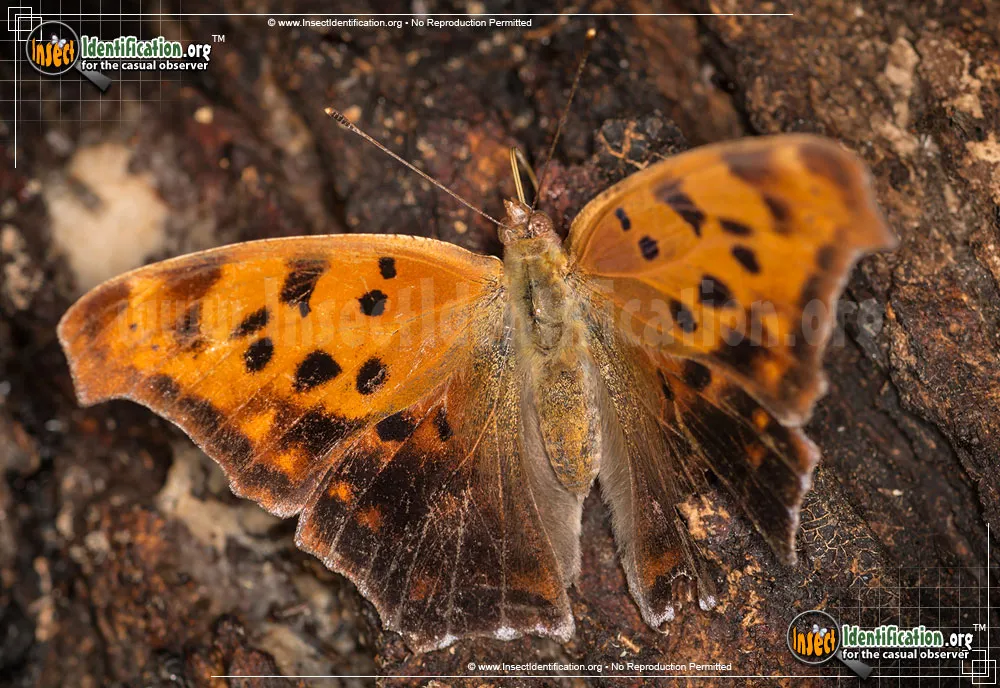 Question Mark Butterfly - photo 7
