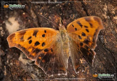 Question Mark Butterfly - photo 8