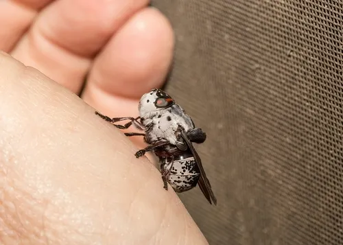 Rabbit Bot Fly