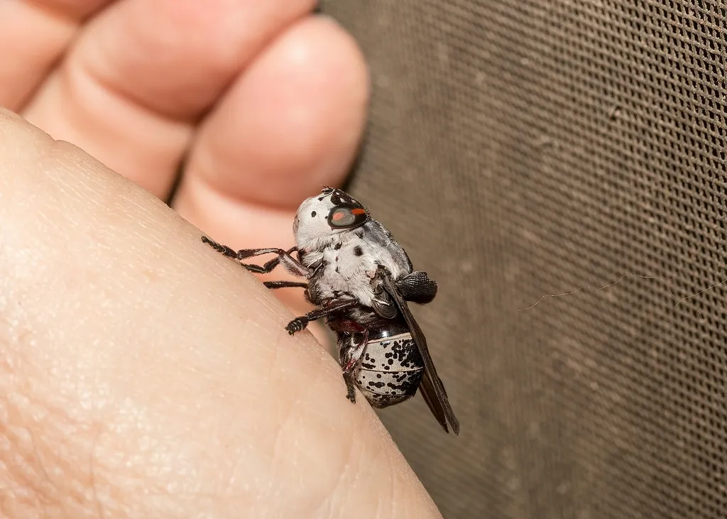 Rabbit Bot Fly - photo 2