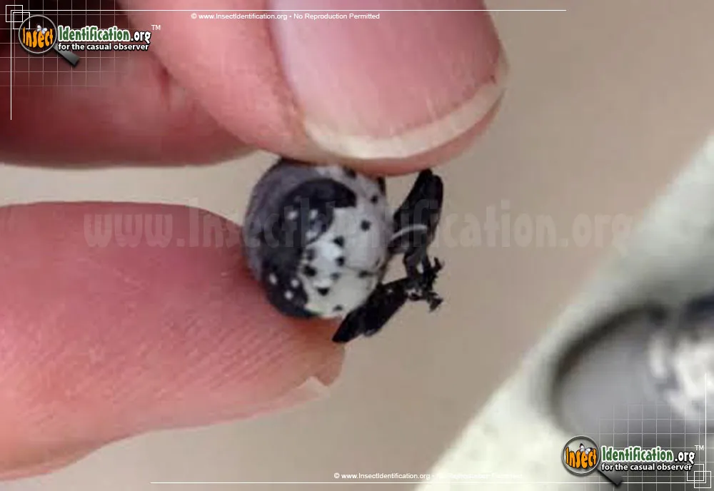 Rabbit Bot Fly - photo 5