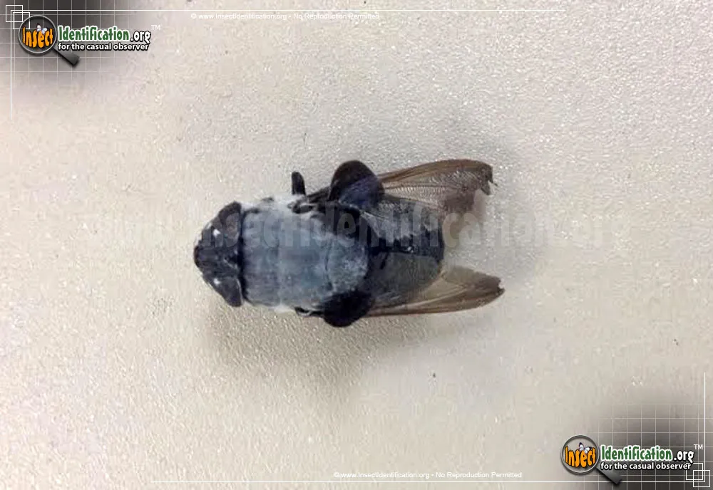Rabbit Bot Fly - photo 6