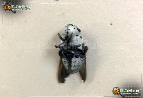 Rabbit Bot Fly - photo 7