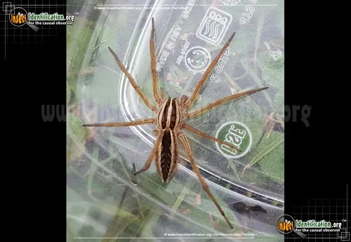 Rabid Wolf Spider - photo 2
