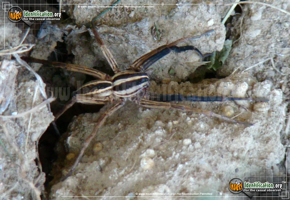Rabid Wolf Spider - photo 3