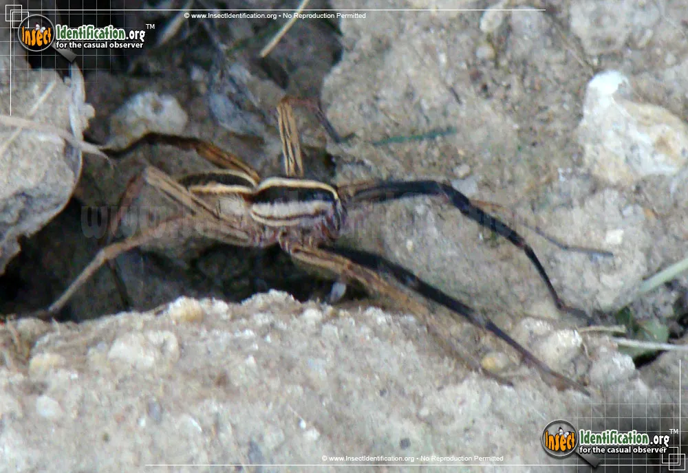 Rabid Wolf Spider - photo 5