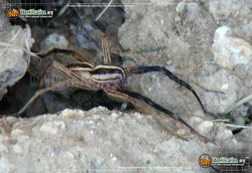 Rabid Wolf Spider - photo 6