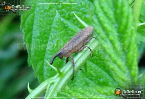 Ragweed Weevil - photo 2