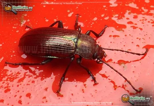 Rainbow Darkling Beetle - photo 2