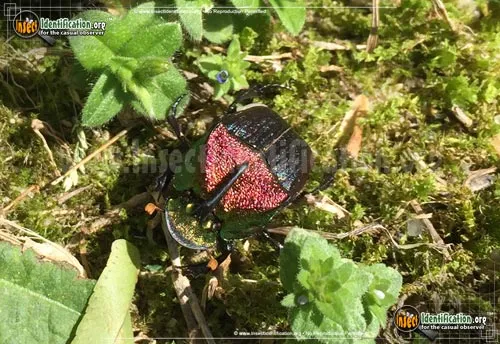 Rainbow Scarab Beetle - photo 2