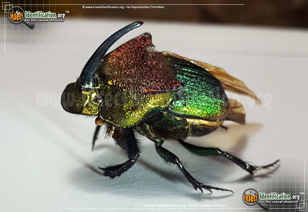 Rainbow Scarab Beetle - photo 3