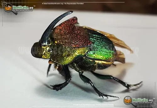 Rainbow Scarab Beetle - photo 4
