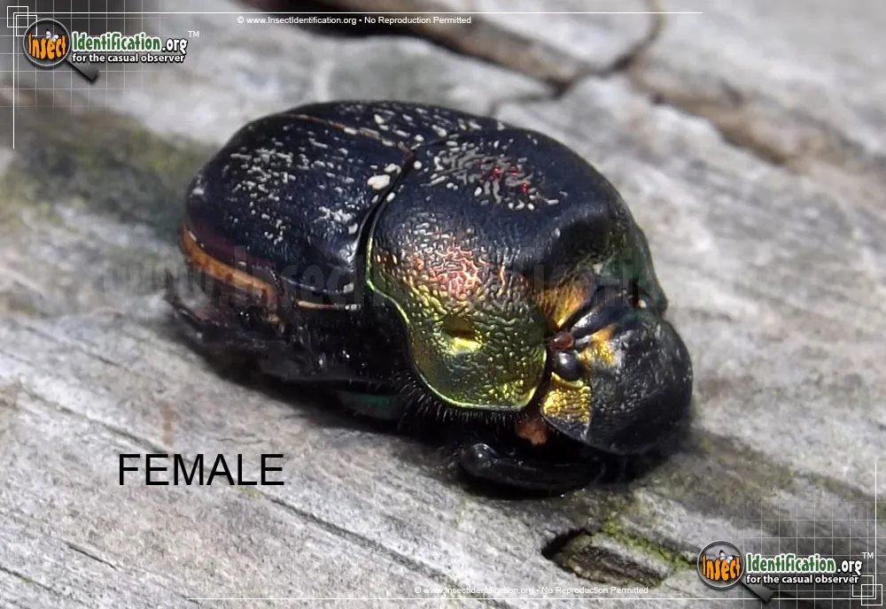 Rainbow Scarab Beetle - photo 5