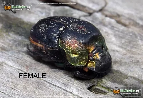 Rainbow Scarab Beetle - photo 6