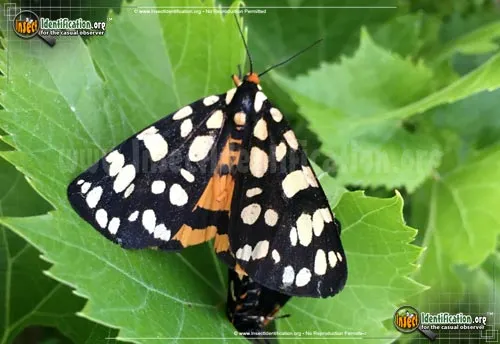 Ranchman's Tiger Moth - photo 2