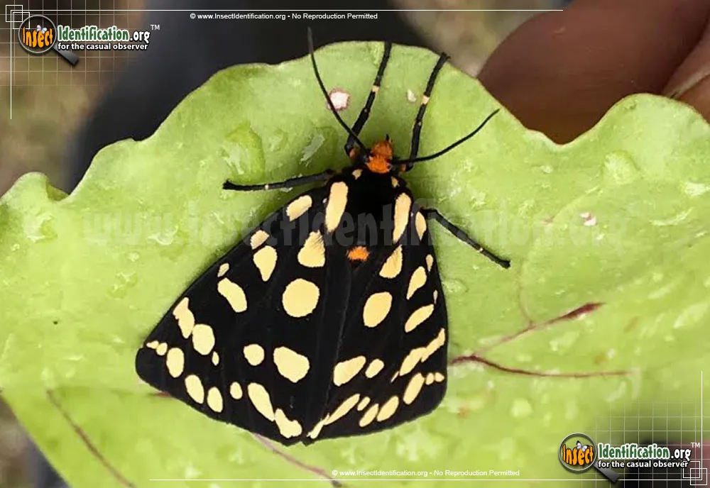 Ranchman's Tiger Moth - photo 3