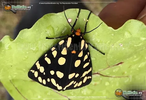Ranchman's Tiger Moth - photo 4