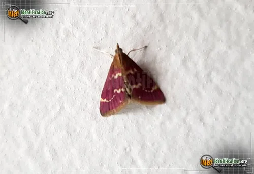 Raspberry Pyrausta - photo 2