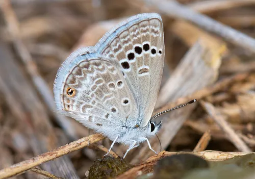 Reakirt's Blue Butterfly