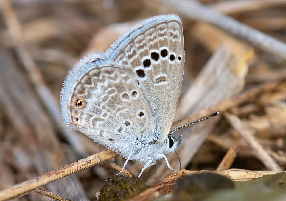 Reakirt's Blue Butterfly - photo 3
