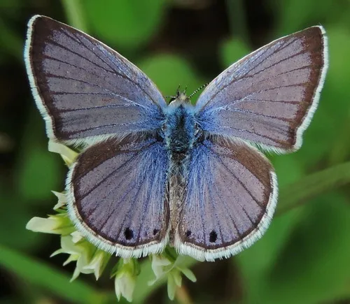 Reakirt's Blue Butterfly - photo 4