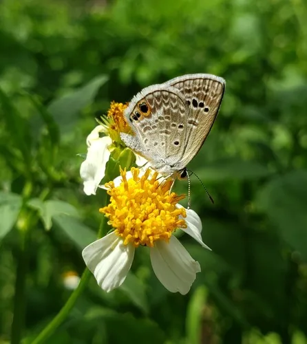 Reakirt's Blue Butterfly - photo 6