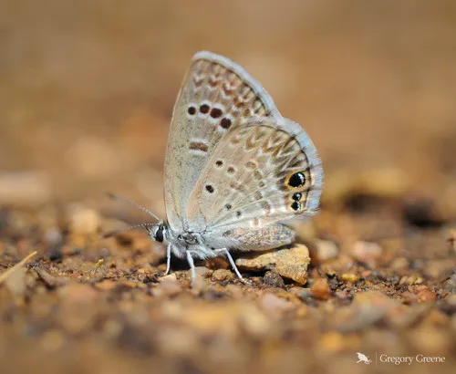 Reakirt's Blue Butterfly - photo 7