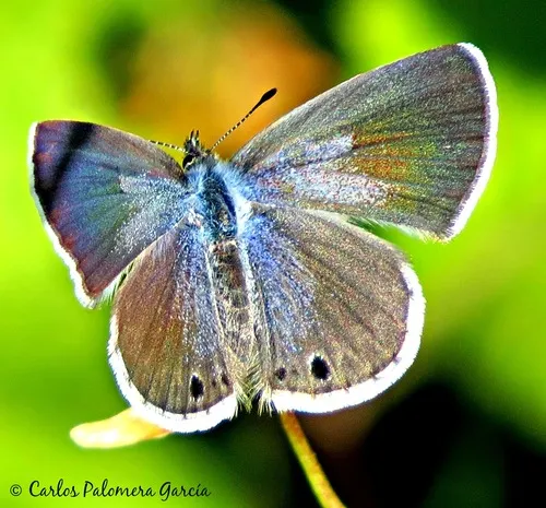 Reakirt's Blue Butterfly - photo 8