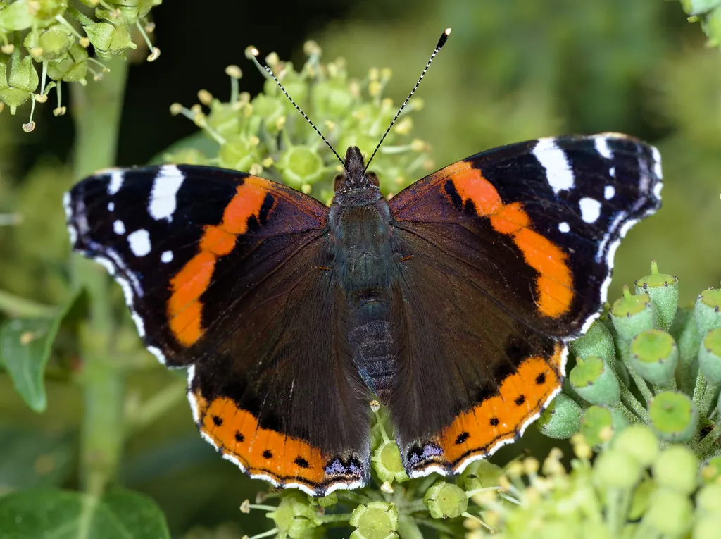 Red Admiral Butterfly - photo 2