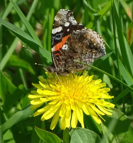 Red Admiral Butterfly - photo 5