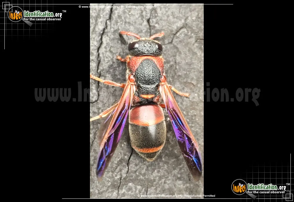 Red-and-black Mason Wasp