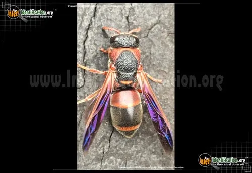 Red-and-black Mason Wasp - photo 2