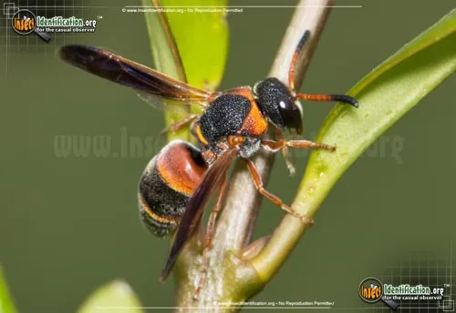 Red-and-black Mason Wasp - photo 4