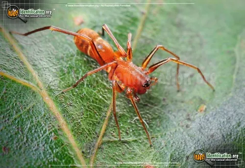 Red Ant-mimic Spider - photo 2