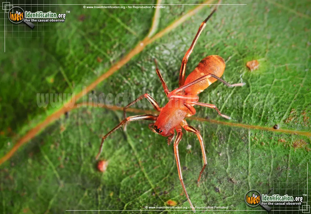 Red Ant-mimic Spider - photo 3