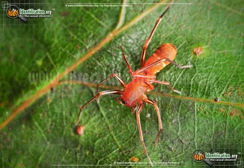 Red Ant-mimic Spider - photo 4