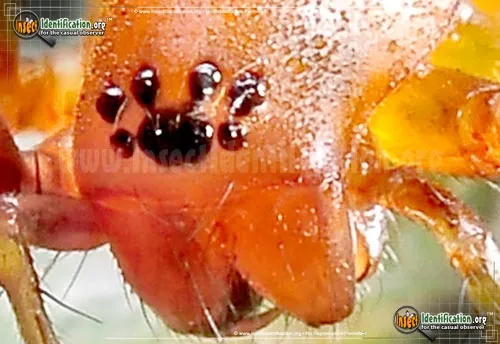 Red Ant-mimic Spider - photo 6
