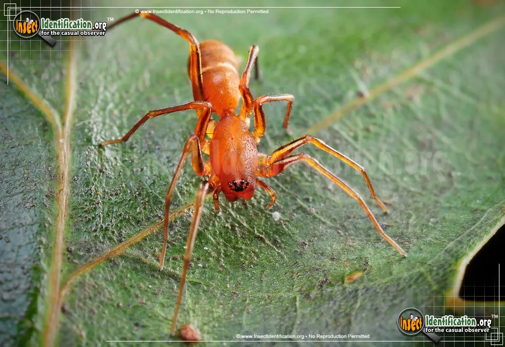 Red Ant-mimic Spider - photo 7
