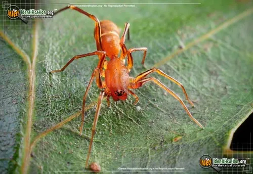 Red Ant-mimic Spider - photo 8