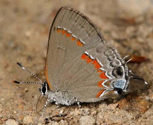 Red-banded Hairstreak Butterfly