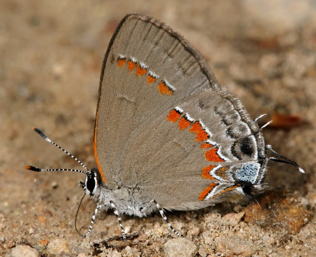 Red-banded Hairstreak Butterfly - photo 3