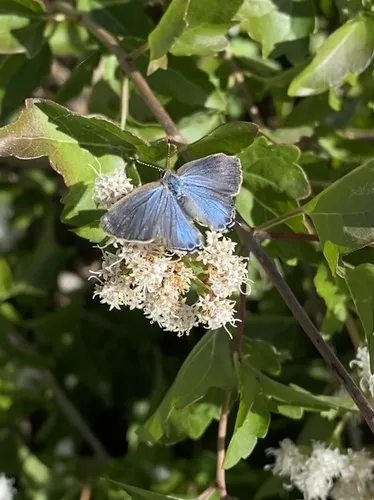 Red-banded Hairstreak Butterfly - photo 4