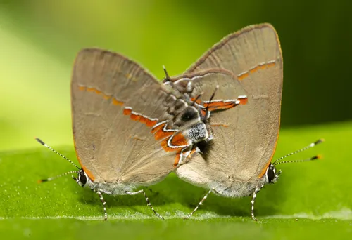 Red-banded Hairstreak Butterfly - photo 5