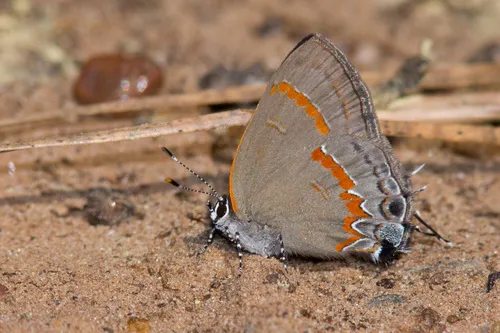 Red-banded Hairstreak Butterfly - photo 6