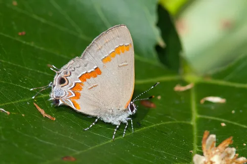 Red-banded Hairstreak Butterfly - photo 7