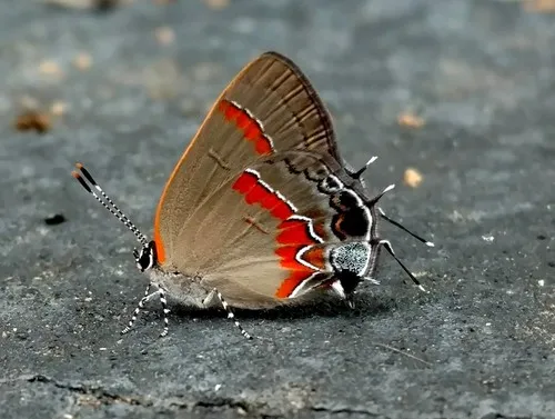 Red-banded Hairstreak Butterfly - photo 8