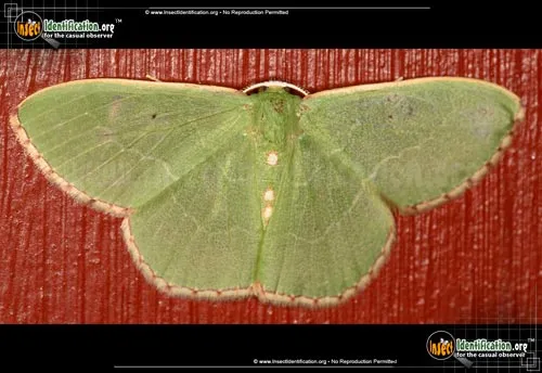 Red-bordered Emerald - photo 2